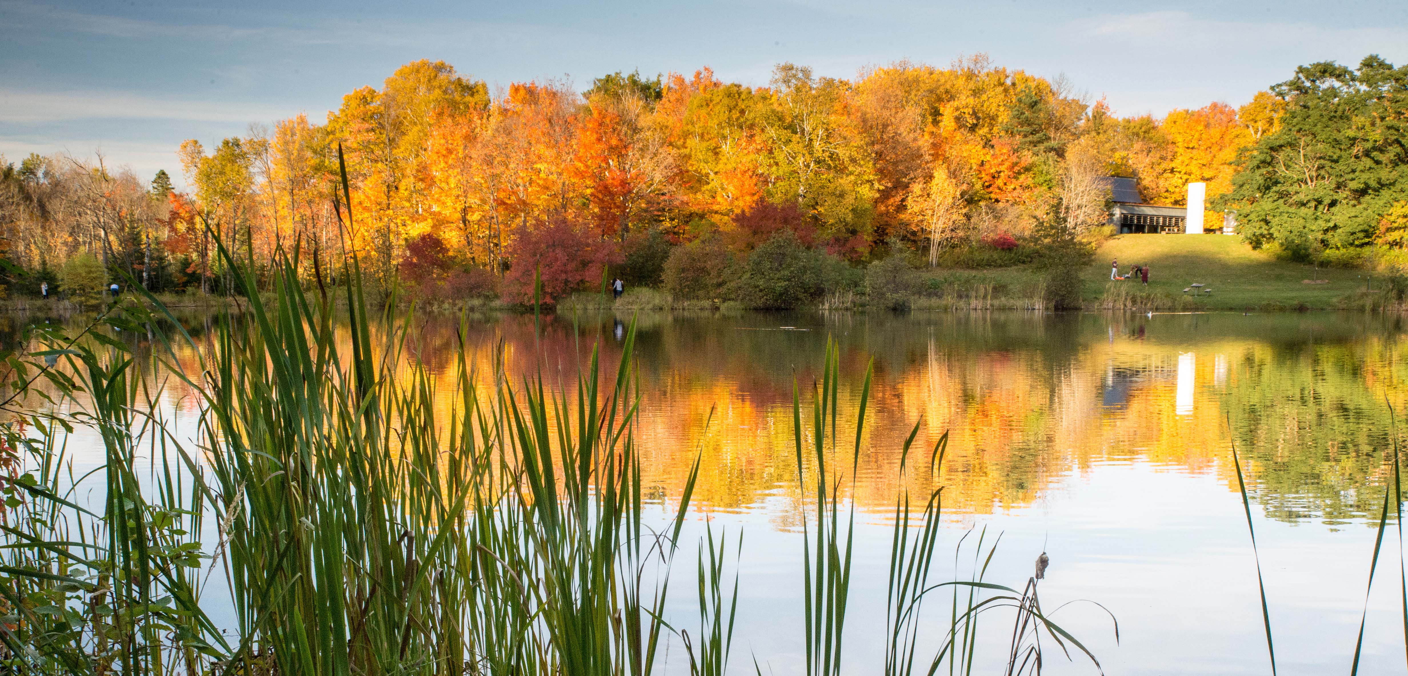 a pond with fall folliage 